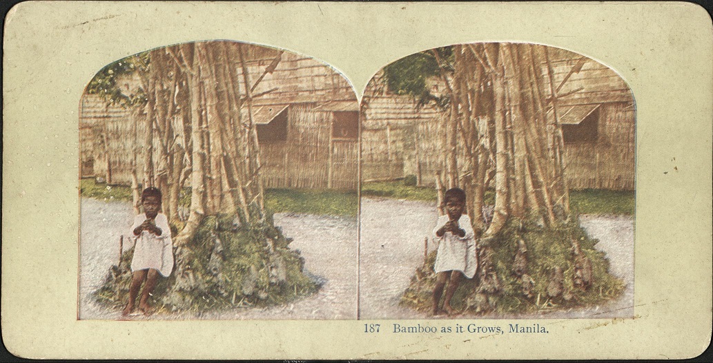 Bamboo as it Grows, Manila.